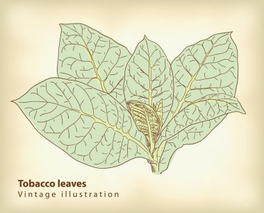 Tobacco leaves. clipart