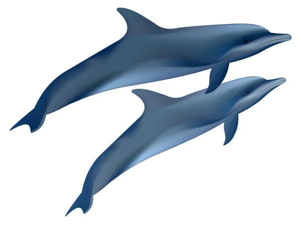 Två delfiner. vektor illustration på vit bakgrund. — Stock vektor