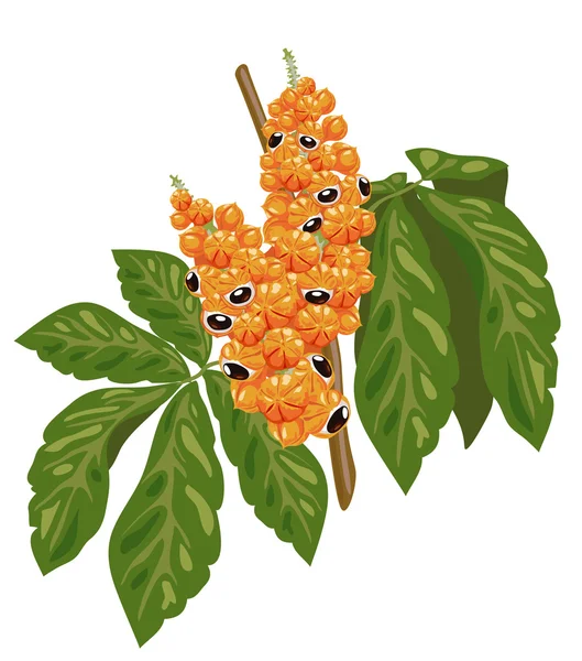 Guarana-Zweig mit Früchten und Blättern. — Stockvektor