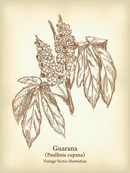Cabang Guarana dengan buah dan daun . - Stok Vektor