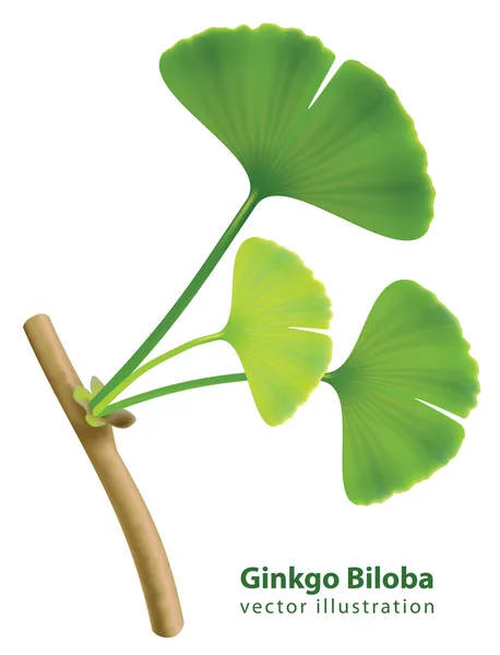Ramita con hojas de ginkgo biloba . — Vector de stock