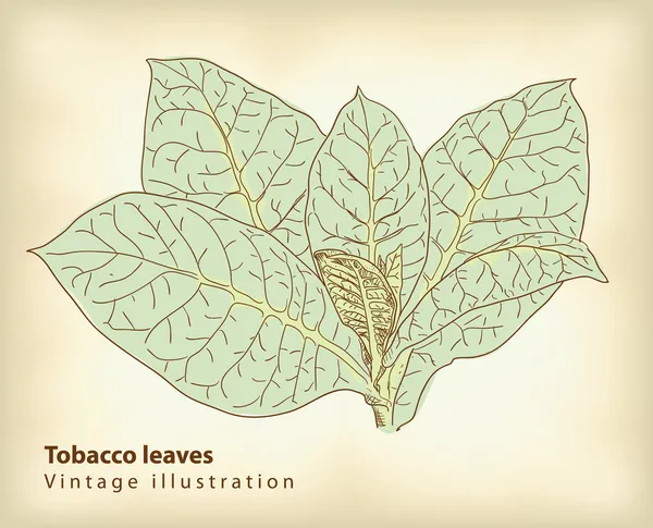 Тютюнового листя . — стоковий вектор