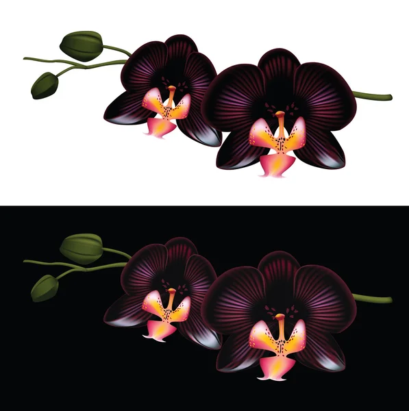 Siyah orkide — Stok Vektör