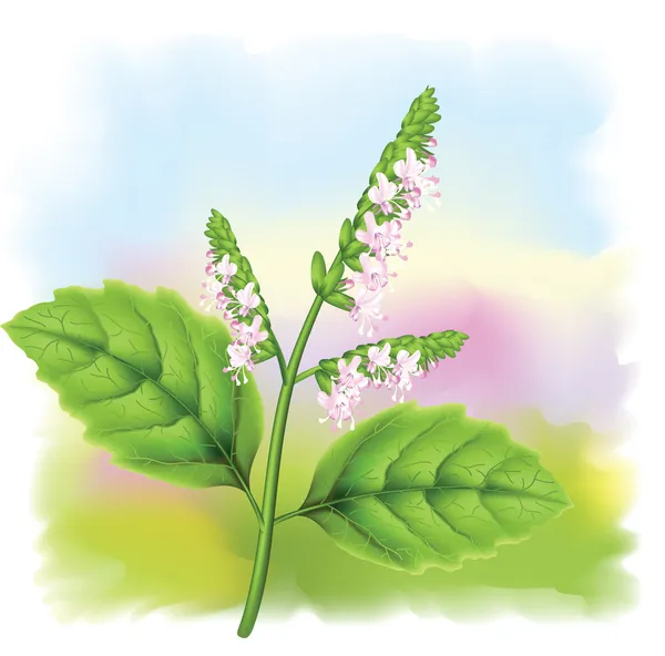 Planta patchouli (Pogostemon cablini ). — Vetor de Stock