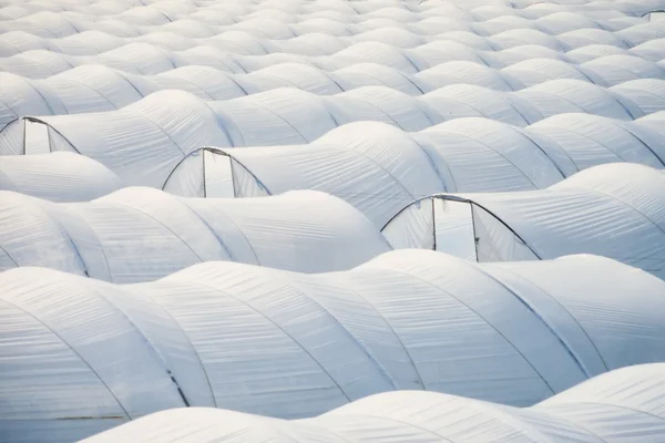 Plastic sheet greenhouses to grow veggies — Stock Photo, Image