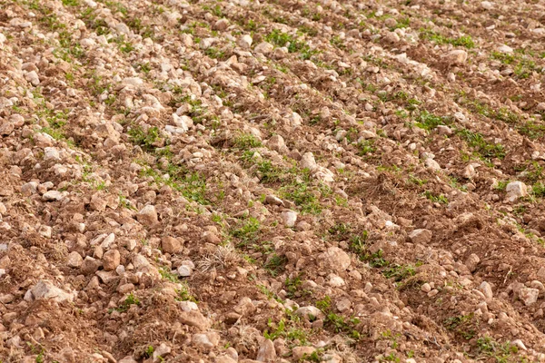 Rows of young green on poor field. — Stock Photo, Image