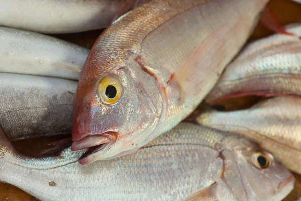 Čerstvé ryby připravené k vaření — Stock fotografie