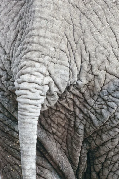 Schwanz eines afrikanischen Elefanten — Stockfoto