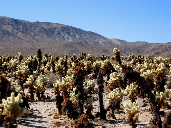 Cholla kaktuszok mojave-sivatagban — Stock Fotó