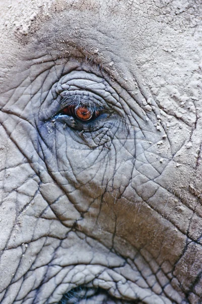 Auge des afrikanischen Elefanten — Stockfoto