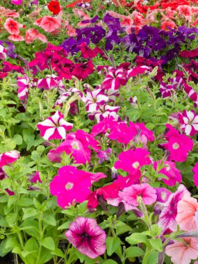 Multi-colored blooming petunias background clipart