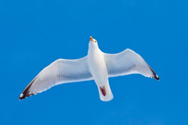 Adult herring gull flying in blue sky clipart