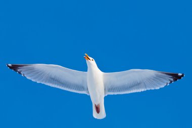 Calling herring gull flying in blue sky clipart