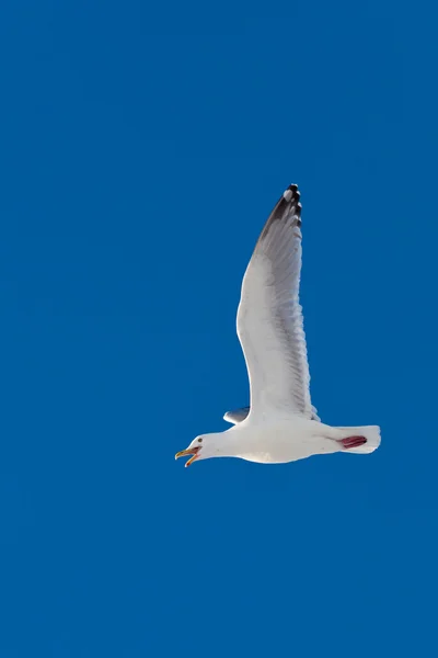 Aanroepende zilvermeeuw vliegen in blauwe hemel — Stockfoto