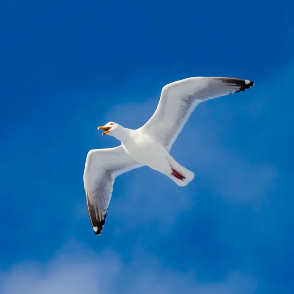 Llamando a la gaviota arenque volando en el cielo azul — Foto de Stock