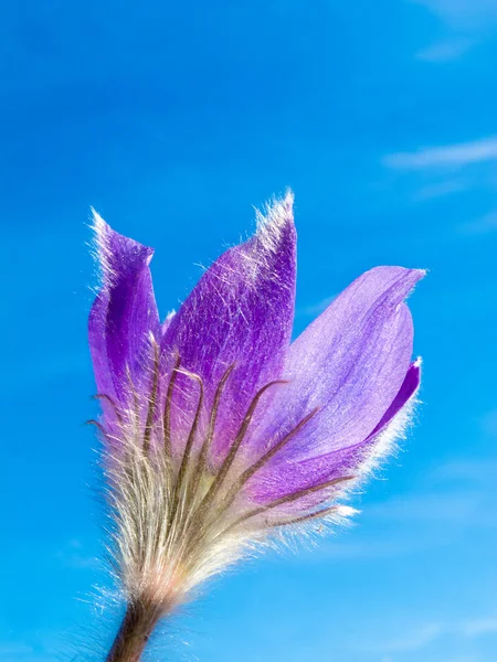 Pasque Fiore primo piano contro il cielo blu — Foto Stock