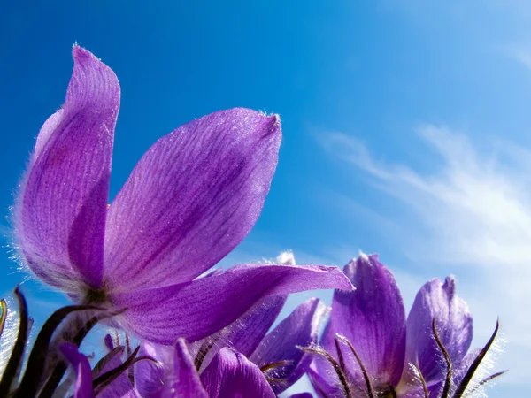 Pasque Blume Nahaufnahme gegen blauen Himmel — Stockfoto