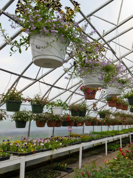 花壇用植物が付いている商業温室内 — ストック写真