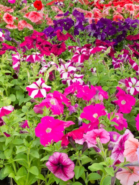 Multi-colored blooming petunias background — Stock Photo, Image
