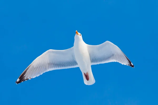 Volwassen zilvermeeuw vliegen in blauwe hemel — Stockfoto