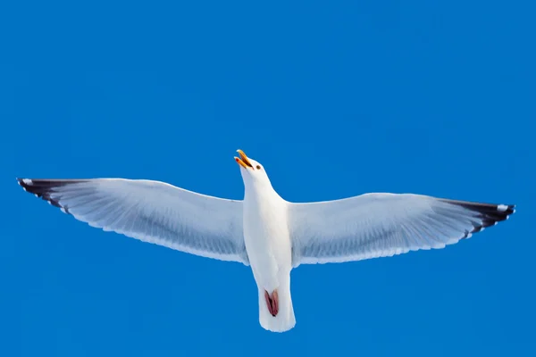 Ringa balığı mavi gökyüzünde uçan martı calling — Stok fotoğraf