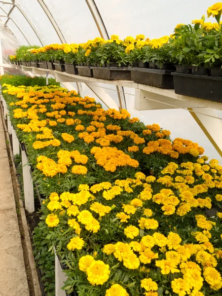 Inside commercial greenhouse with blooming marigold — Stock Photo, Image