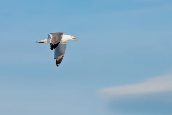 Llamando a la gaviota arenque volando en el cielo azul — Foto de Stock