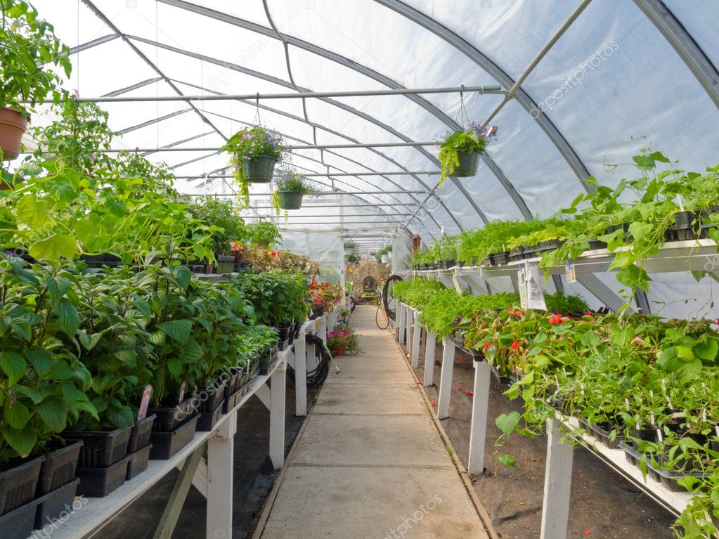Inside commercial greenhouse with bedding plants