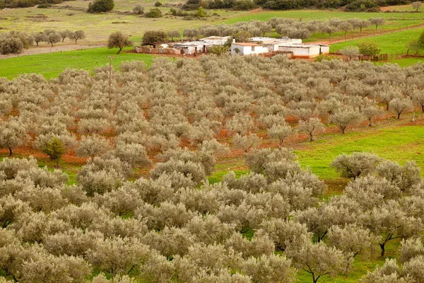 Quinta grega do pomar de azeitona — Fotografia de Stock