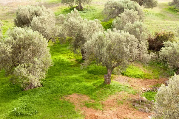 Arboleda de olivos — Foto de Stock