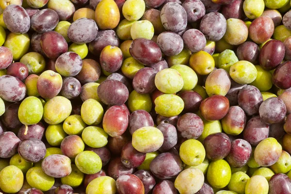 Sfondo di olive appena raccolte — Foto Stock