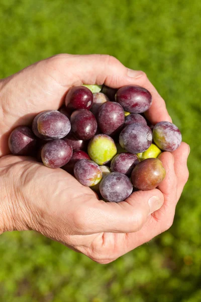 stock image Good handful of ripe olives