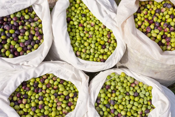 Мешки с оливками — стоковое фото