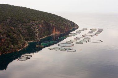 Offshore açık deniz fishfarm