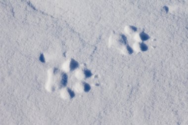 Wolf Tracks in Snow clipart