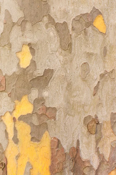 Planetree 樹皮背景 — ストック写真