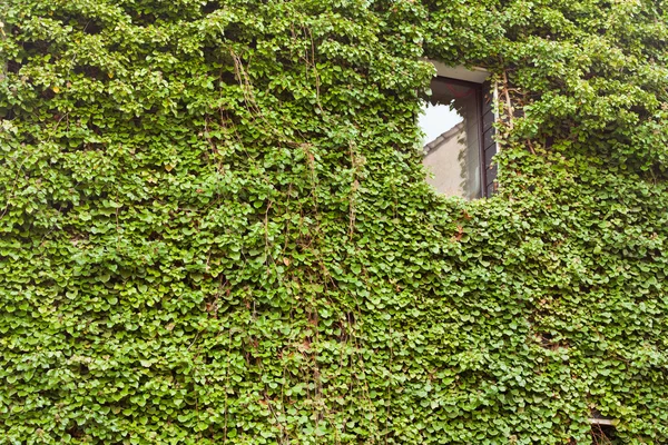 House overgron with Common Ivy — Stock Photo, Image