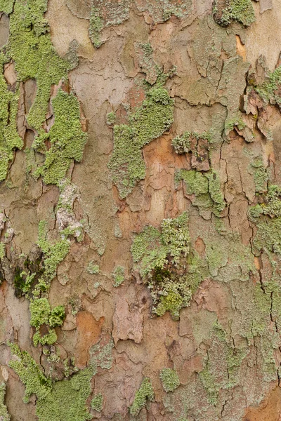 Planetree 나무 껍질 배경 — 스톡 사진