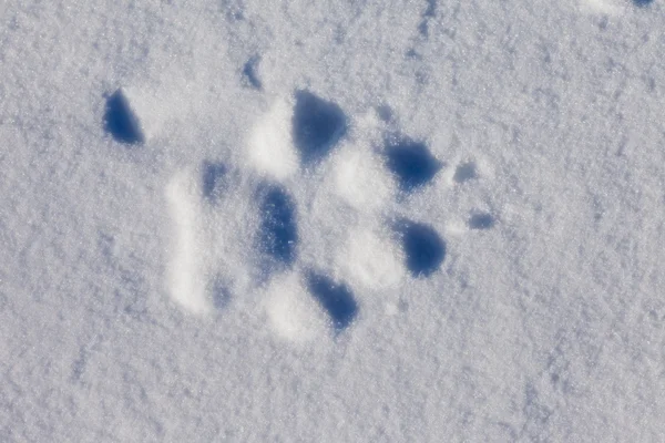 Wolf Track in Snow — Stock Photo, Image