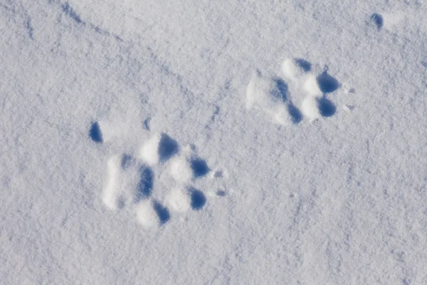 Треки вовк в снігу — стокове фото