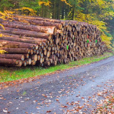 Stacked tree trunks in fall-colored forest.