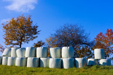 Haylage bales left outdoors for fermentation. clipart