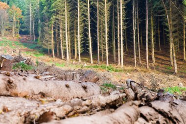 Clearcut Timber and Logpile