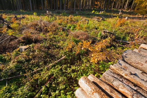 Clearcut Timber and Log pile — стоковое фото