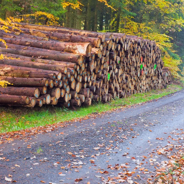Troncos árvore empilhados na floresta de cor de outono . — Fotografia de Stock