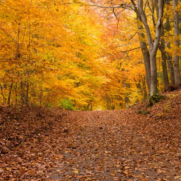 Podzim lesní stezka — Stock fotografie