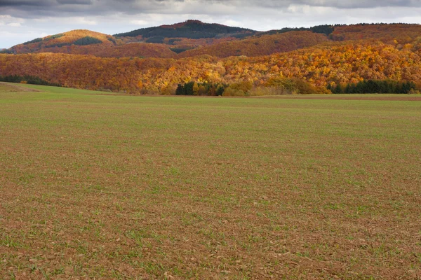 Winter grain on field in fall — Stock Photo, Image