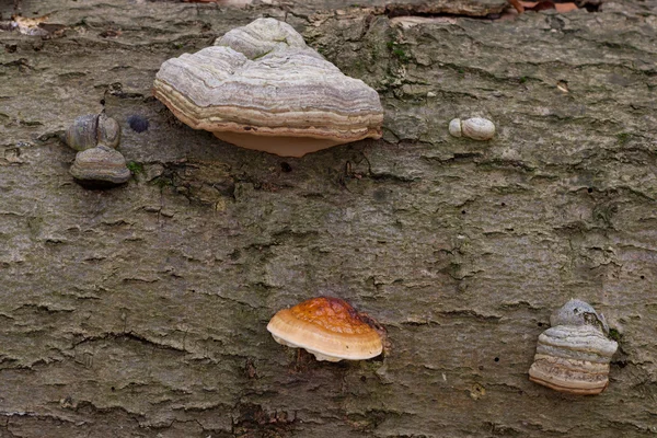 Tree fungi on fallen beech trunk — Stock Photo, Image