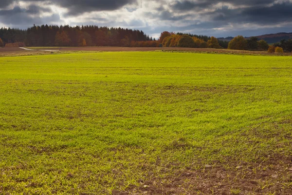 Téli gabona a mező őszén — Stock Fotó