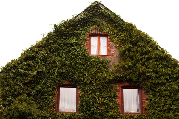 Common ivy covers gable wall — Stock Photo, Image